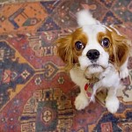 Cavalier King Charles, Hilly.